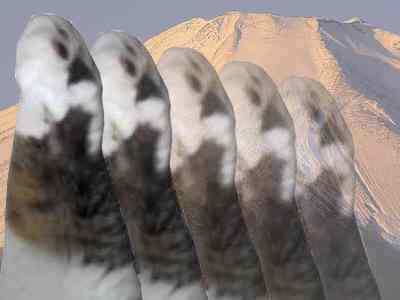 ���g���[